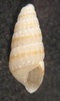 Odostomella bicincta